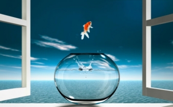 Cá nhảy khỏi lưới